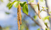Baumpollenallergie - Allergisch gegen Bäume?